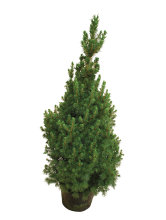 Sukkertop 'Picea Conica' 21 cm potte